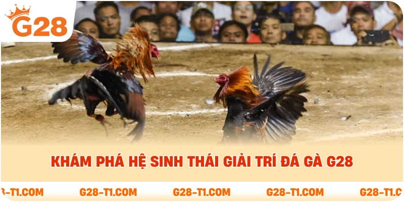 Khám phá hệ sinh thái giải trí Đá Gà G28